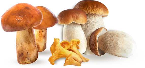 Grzyby odpowiednie do marynowania